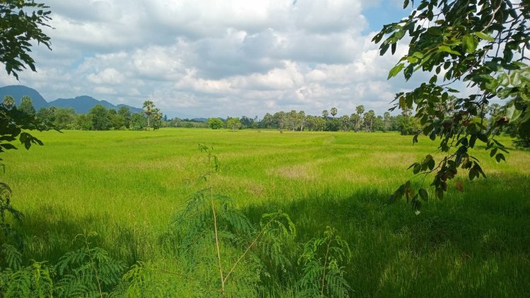 วิกฤตสงครามตะวันออกกลางดันต้นทุนภาคเกษตรพุ่ง 'ปุ๋ย-น้ำมัน-ขนส่ง'แพงหลอนแผนเพาะปลูกนาปรัง