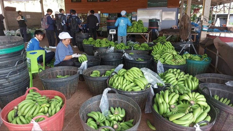 "กล้วยหอมทองเสิงสาง"เร่งจด GI ปักหมุดโคราชสู่ตลาดโลก ดันส่งออกญี่ปุ่นทะลุพันตันต่อปี