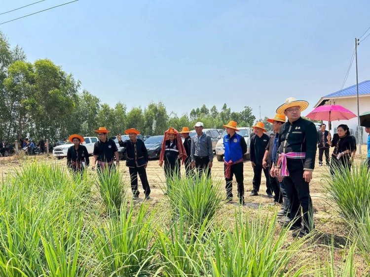 "ขุขันธ์"เมืองต้นแบบศูนย์เรียนรู้พระราชดำริ ยกระดับเกษตรผสมผสาน สร้างรายได้มั่นคงสู่ชุมชน