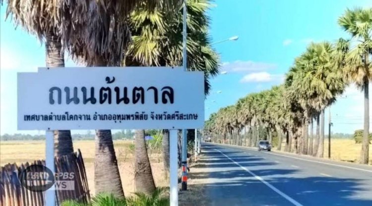 สืบสานปณิธาน "ดาบวิชัย"ดูแลรักษา"ถนนต้นตาล"เชิดหน้าชูตาคนโคกจาน