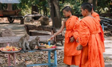 วัดหาดมูลกระบือพิจิตรจัดเลี้ยงโต๊ะจีนลิงให้เหล่าลูกหลานพญาวานรฉลองวันสงกรานต์