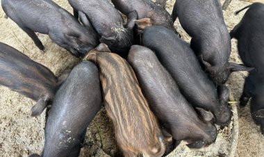 หมูป่า vs หมูบ้าน เลือกเลี้ยงแบบไหนให้คุ้มทุน ได้กำไรยั่งยืน
