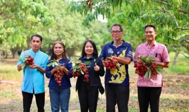 อากาศร้อนระอุทะลุ 40 องศา เล่นงานสวนลิ้นจี่นครพนมผลแตกยับ ผลผลิตวูบแต่ราคาดีสุดในรอบปี