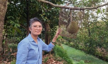 อากาศร้อนจัด-น้ำกร่อยรุกหนัก ทุเรียนนนท์วิกฤต ผลผลิตลด ต้นทุนพุ่ง ชาวสวนขาดทุนยับ