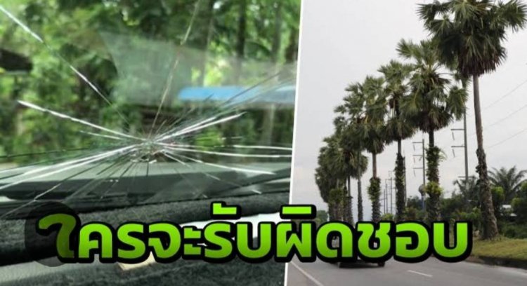 เหรียญย่อมมี 2 ด้าน!ถนนต้นตาล ทัศนียภาพที่งดงาม คู่กับอันตราย...