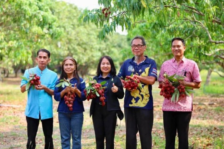 อากาศร้อนระอุทะลุ 40 องศา เล่นงานสวนลิ้นจี่นครพนมผลแตกยับ ผลผลิตวูบแต่ราคาดีสุดในรอบปี