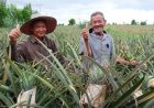 ARDA พลิกเกษตรแม่นยำ! ลดต้นทุนสับปะรดบ้านคา ยกระดับสินค้า GI ไทย