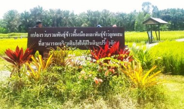 ศูนย์วิจัยข้าวปัตตานีลุยพัฒนาข้าวทนดินเปรี้ยว หนุนซีบูกันตัง–หอมกระดังงา 59