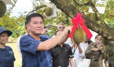 ออกสู่ท้องตลาดแล้ว!"ทุเรียนสาลิกา"ราชาทุเรียนเบอร์หนึ่งแห่งภาคใต้