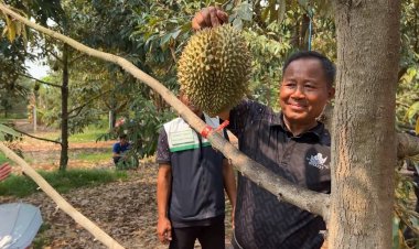 ไขข้อข้องใจ ‘ทุเรียนภูเขาไฟศรีสะเกษ’ที่เคยสงสัยไหม…ทำไมถึงดังไกลระดับประเทศ?