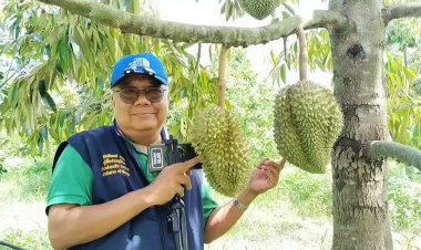 เกษตรพาทัวร์! เกษตรกรโพธิ์ประทับช้างหันมาปลูกทุเรียนแซมในสวนส้มโอใช้เวลา6ปีได้ผลผลิตดีเกินคาด