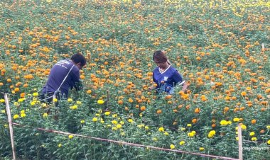 เสี่ยตรังโค่นสวนปาล์มปลูก “ดอกดาวเรือง” 2 หมื่นต้น ปั้นแลนด์มาร์คใหม่สร้างรายได้-หนุนท่องเที่ยวชุมชน