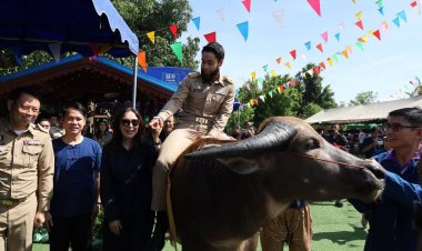 ยิ่งใหญ่“วันอนุรักษ์ควายไทย"ส่งเสริม อนุรักษ์ และพัฒนาควายอุทัยธานี