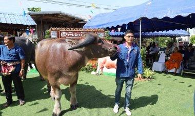 อุทัยธานี จัดใหญ่ “วันอนุรักษ์ควายไทย 2569” สืบสานวัฒนธรรม-โชว์ควายงาม 22 ตัว