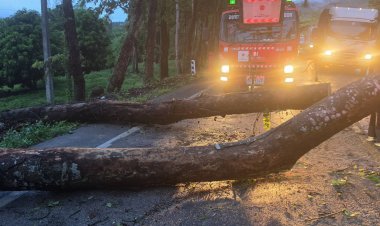 ระทึก!พายุฝนถล่มอำเภอพร้าวต้นไม้ใหญ่ล้มขวางถนนสายเชียงใหม่ – พร้าว ปิดทางสัญจร