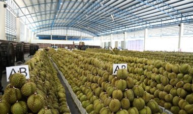 ทุเรียนไทยพุ่งทะลุแดน! ดันค้าผ่านแดนโตแรง 62% ฝ่าภาพรวมชายแดนทรุดหนัก
