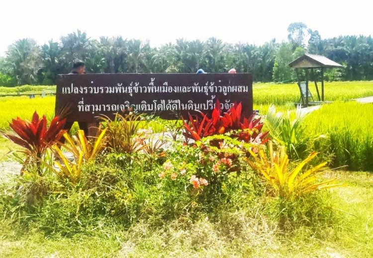ศูนย์วิจัยข้าวปัตตานีลุยพัฒนาข้าวทนดินเปรี้ยว หนุนซีบูกันตัง–หอมกระดังงา 59