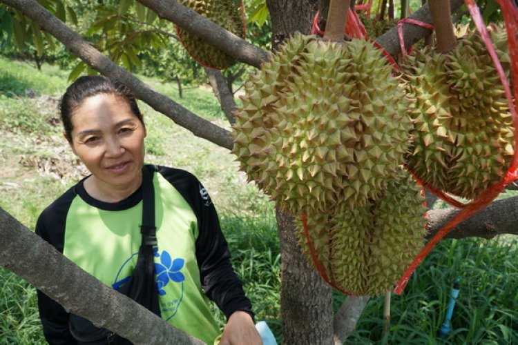 ทุเรียนหมอนทองหนองคาย พร้อมตัดขาย เปิดออเดอร์ ปลายเดือน พ.ค.2569