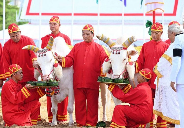 “พระยาแรกนา” เสี่ยงได้ผ้านุ่ง 6 คืบ พระโคกิน “เหล้า-ถั่วเขียว-น้ำ-หญ้า” ทำนายน้ำน้อย แต่เศรษฐกิจการค้ายังรุ่ง