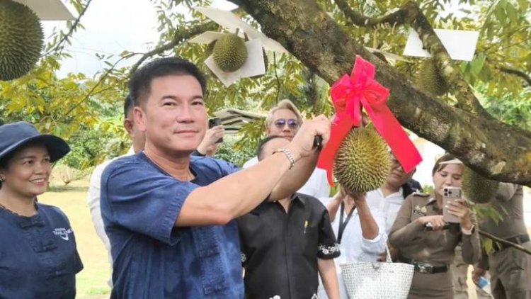 ออกสู่ท้องตลาดแล้ว!"ทุเรียนสาลิกา"ราชาทุเรียนเบอร์หนึ่งแห่งภาคใต้