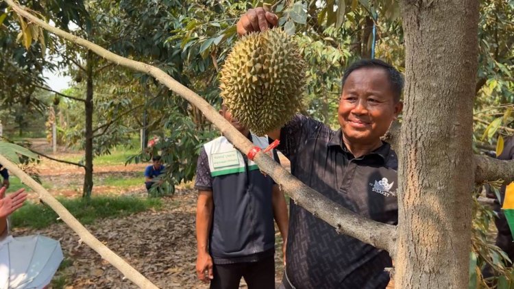 ไขข้อข้องใจ ‘ทุเรียนภูเขาไฟศรีสะเกษ’ที่เคยสงสัยไหม…ทำไมถึงดังไกลระดับประเทศ?