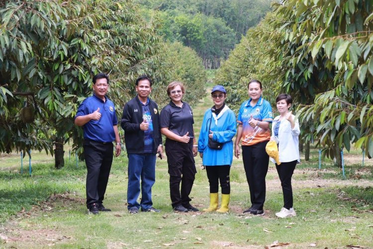 ศรีสะเกษปลุกกระแส "ทุเรียนภูเขาไฟ"จัดใหญ่14มิ.ย.แรลลี่ตะลุยสวนกินของดีเมืองลำดวน