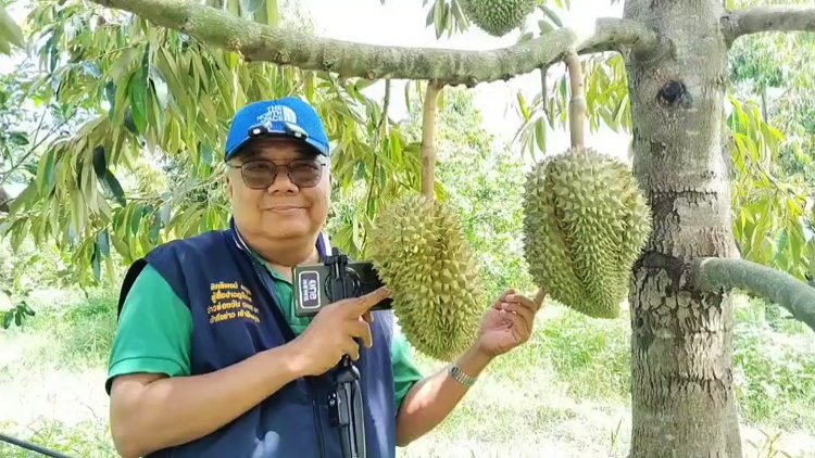 เกษตรพาทัวร์! เกษตรกรโพธิ์ประทับช้างหันมาปลูกทุเรียนแซมในสวนส้มโอใช้เวลา6ปีได้ผลผลิตดีเกินคาด