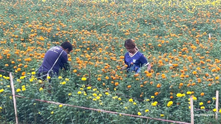 เสี่ยตรังโค่นสวนปาล์มปลูก “ดอกดาวเรือง” 2 หมื่นต้น ปั้นแลนด์มาร์คใหม่สร้างรายได้-หนุนท่องเที่ยวชุมชน