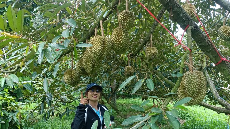 ท่องเที่ยววิถีอินทรีย์ ชิมทุเรียนโบราณ “สวนป้าลือ”... หลงลับแลกบินทร์บุรี