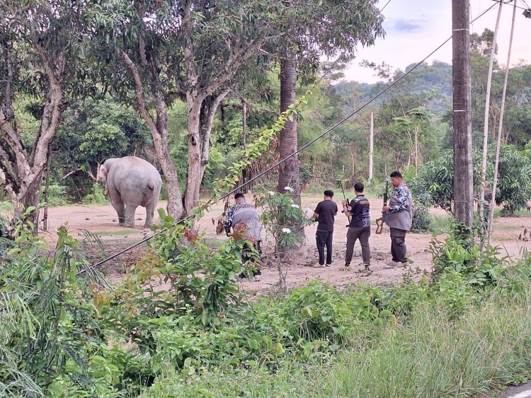 สบอ.1 ปราจีนบุรี ระดมทีมแพทย์ผนึกกำลังชาวบ้าน เร่งรักษา “พลายสาริกา” ช้างป่าขวัญใจชุมชน