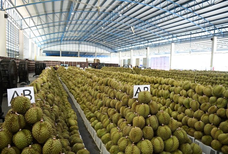 ทุเรียนไทยพุ่งทะลุแดน! ดันค้าผ่านแดนโตแรง 62% ฝ่าภาพรวมชายแดนทรุดหนัก