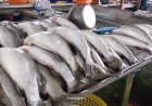 ปลากะพงมาเลเซียยังทะลักเกลื่อนตลาดตรัง! แม้ไทยสั่งระงับนำเข้า