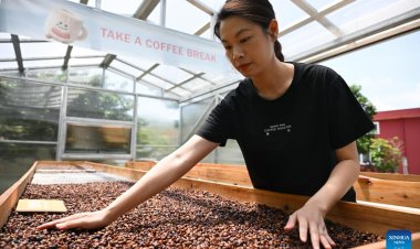 'อุตสาหกรรมกาแฟ' เฟื่องฟูในเจียงเหมิน มณฑลกวางตุ้ง