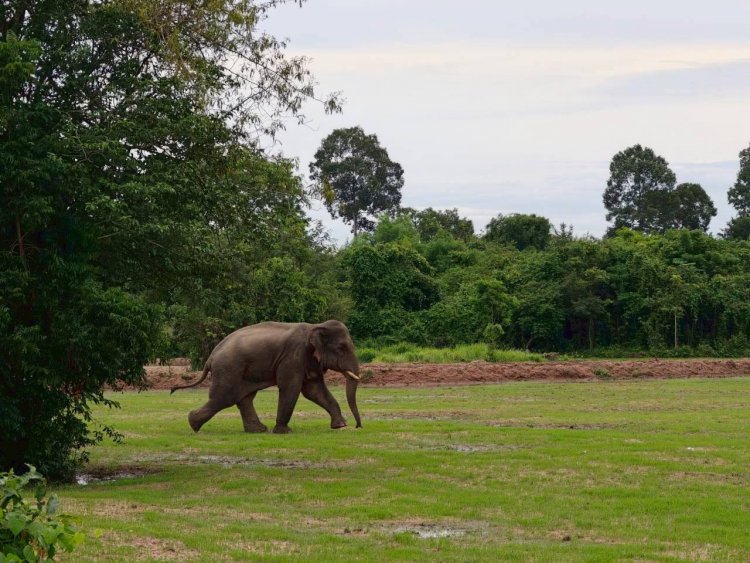 เจ้าหน้าที่ระดมกำลังผลักดัน "ช้างป่า" พลัดหลงเข้าเขตชุมชนกบินทร์บุรี