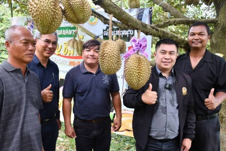 ทุเรียนทองผาภูมิของดี GI เมืองกาญจน์เปิดเวทีประมูลสุดเดือดคาดราคาทะลุ 5 หมื่นบาท