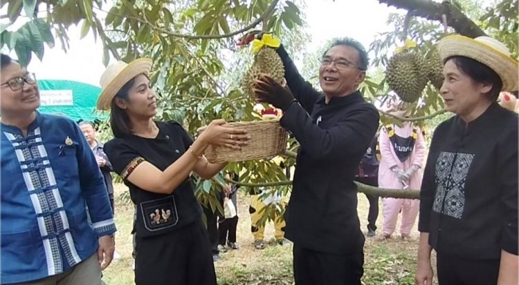 เริ่มแล้ว! ฤดูกาลทุเรียนอุทัยธานี 2569 ผลไม้คุณภาพดีจากแหล่งผลิตของจังหวัดอุทัยธานี