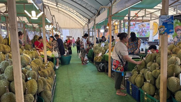 เชิญชวนเที่ยวชม งานเทศกาลทุเรียนดินภูเขาไฟ หน้าศาลากลางศรีสะเกษ