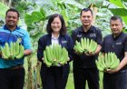 กรมส่งเสริมการเกษตรยกระดับกล้วยหอมทองชุมพร! แปลงใหญ่คุณภาพ ป้อนตลาดญี่ปุ่น