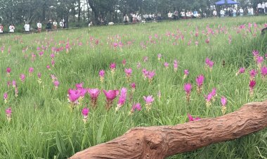 ท่องเที่ยวชัยภูมิคึกคัก!นทท.แห่สัมผัสล้นทุ่งกระเจียวบานสะพรั่งอุทยานฯป่าหินงาม