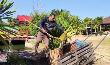 ปลาสวยงามในวัดดังราชบุรีตายปริศนากว่า 800 ตัว เร่งตรวจสอบหาสาเหตุ