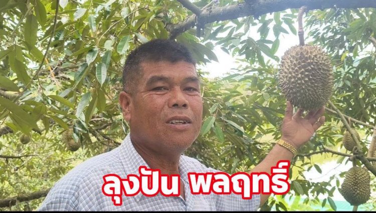 ทุเรียนสุโขทัยสวน "ลุงปัน"โกอินเตอร์ ส่งออกจีนวันละ 10 ตัน การันตีรางวัลแน่น-GAP พร้อม