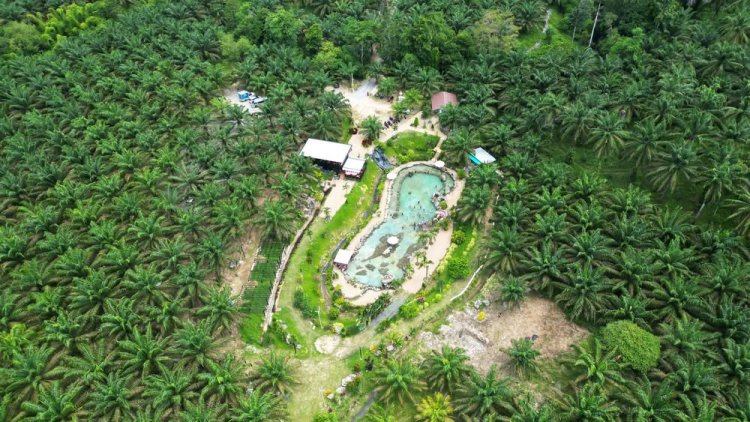 นทท.แห่เที่ยว " Oasis Krabi  สระน้ำผุดทุ่งสูง" น้ำผุดเย็นธรรมชาติกลางสวนปาล์มน้ำมัน