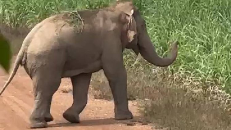 นาทีชีวิต! "เจ้าสิบล้อ" วิ่งชาร์จคนงานฉีดอ้อย หนีตายวุ่นกลางเมืองปราจีนฯ